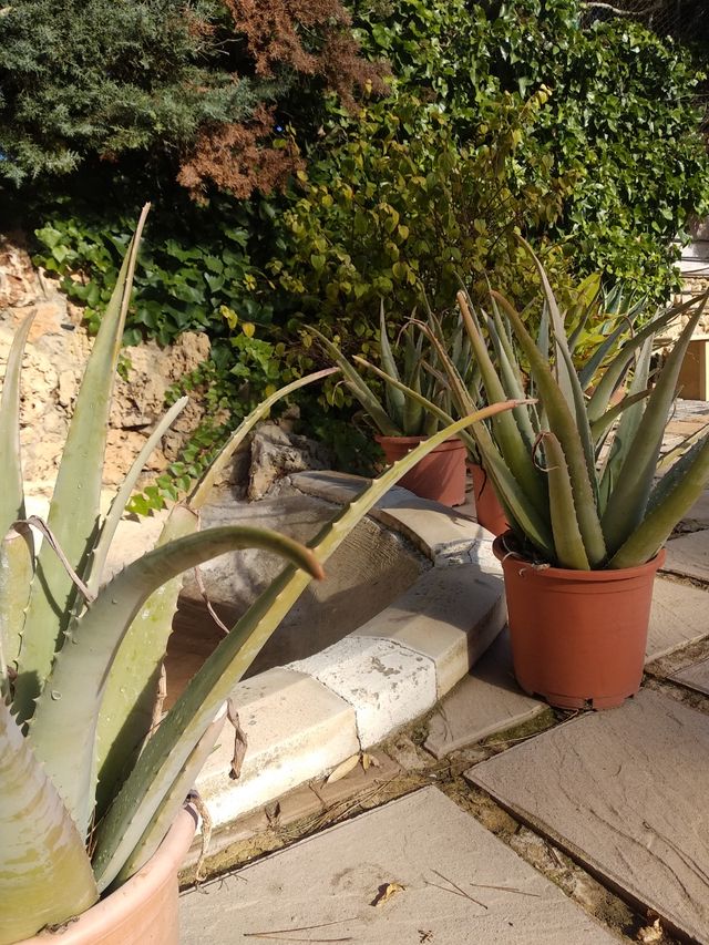 Áloe Vera, grandes en maceta de plastico