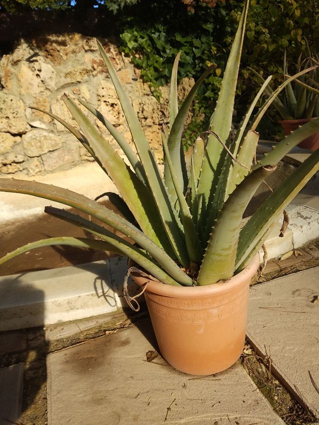 Áloe Vera, grandes en maceta de plastico