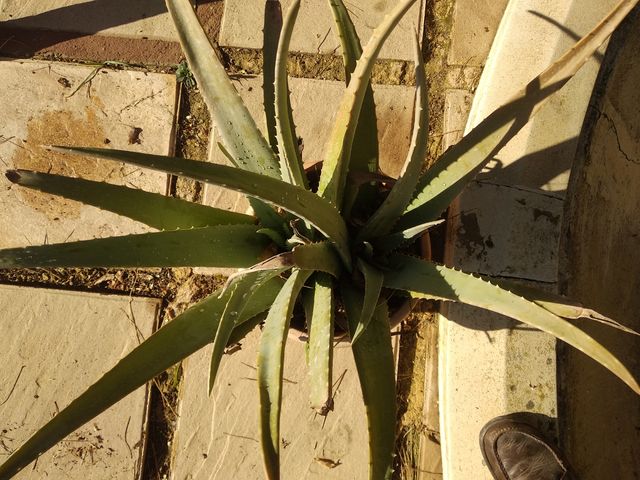 Áloe Vera, grandes en maceta de plastico