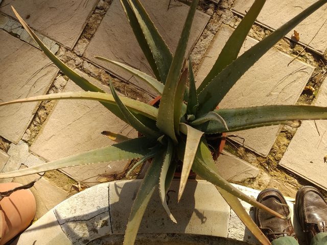 Áloe Vera, grandes en maceta de plastico