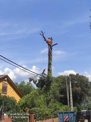 LIMPIEZA PARCELAS ÁRBOLES PALMERAS  