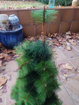 árbol de navidad pequeño