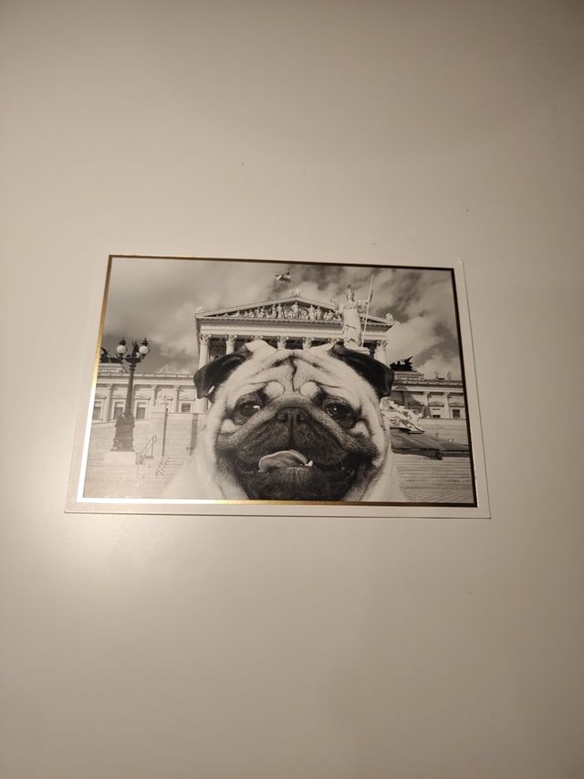 cartolina da collezione carlino parlamento Vienna 