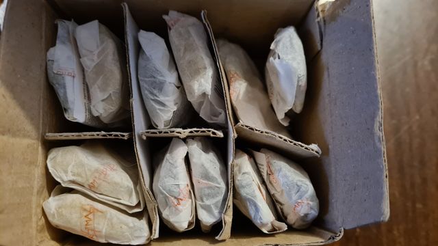 96PZ Calamite natale Angioletti magnetico