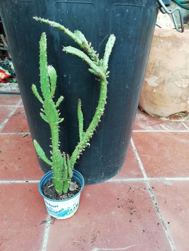 Cactus