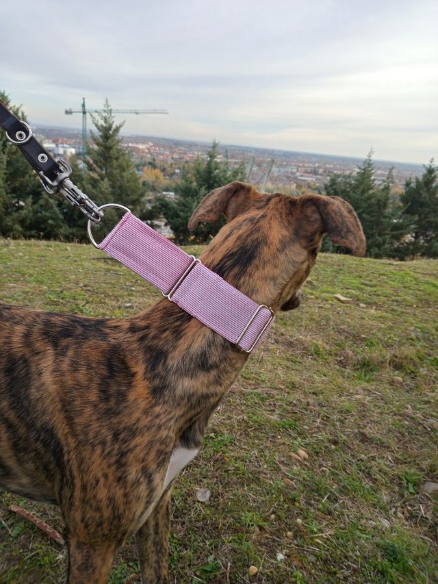 collar galgos podencos.....