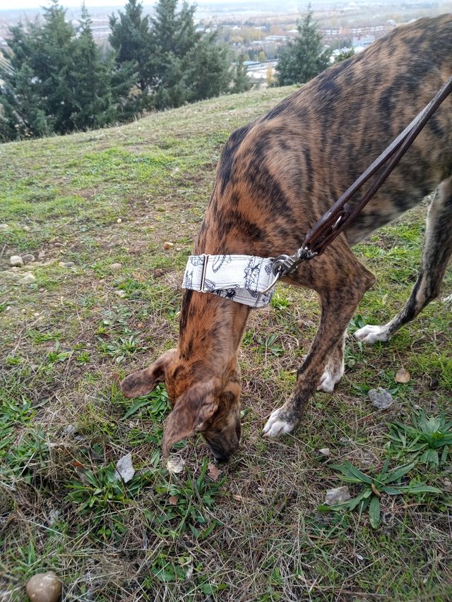 collar galgos podencos.....