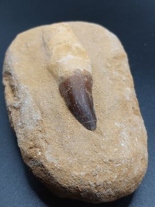 Grande Fossile Di Un Mosasaur Dinosauro Rettile Marino Testa Dal Cretaceo Foto Stock