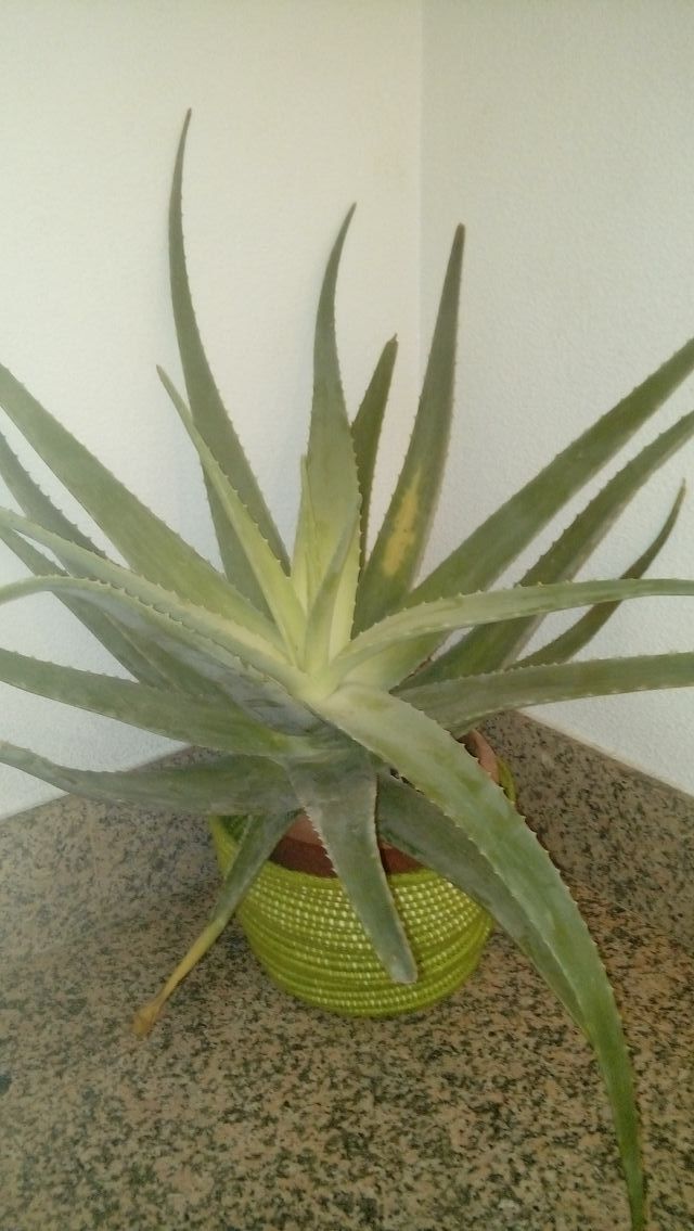 Regalo aloe vera naturales