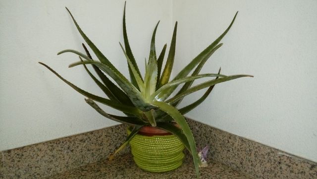 Regalo aloe vera naturales