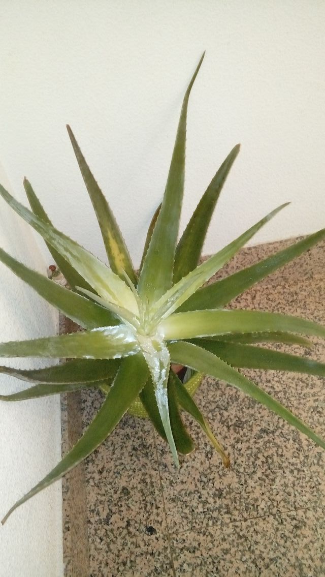 Regalo aloe vera naturales