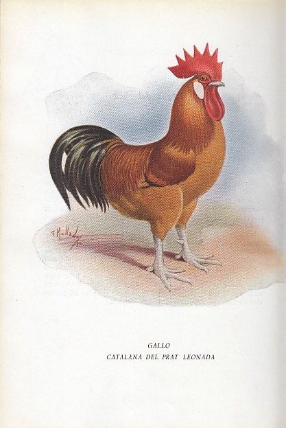 Libro Español de patrones avícolas