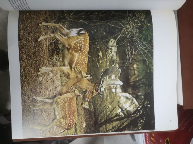 Enciclopedia Fauna Ibérica