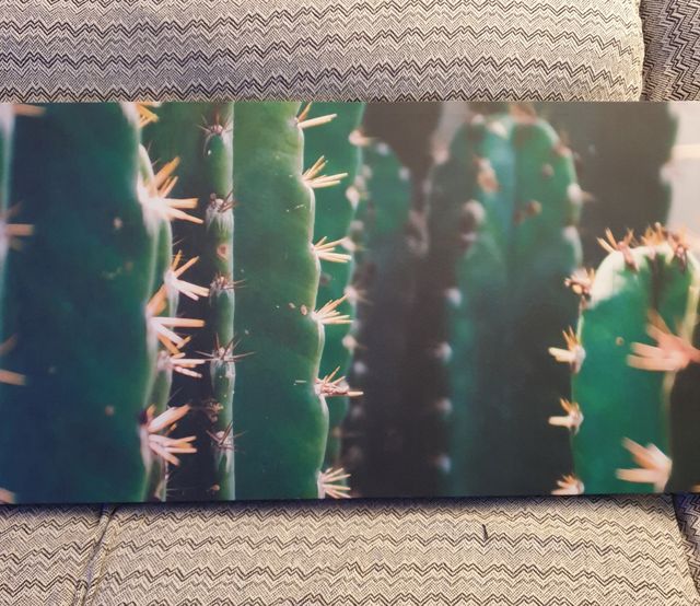 cuadro cactus panorámico