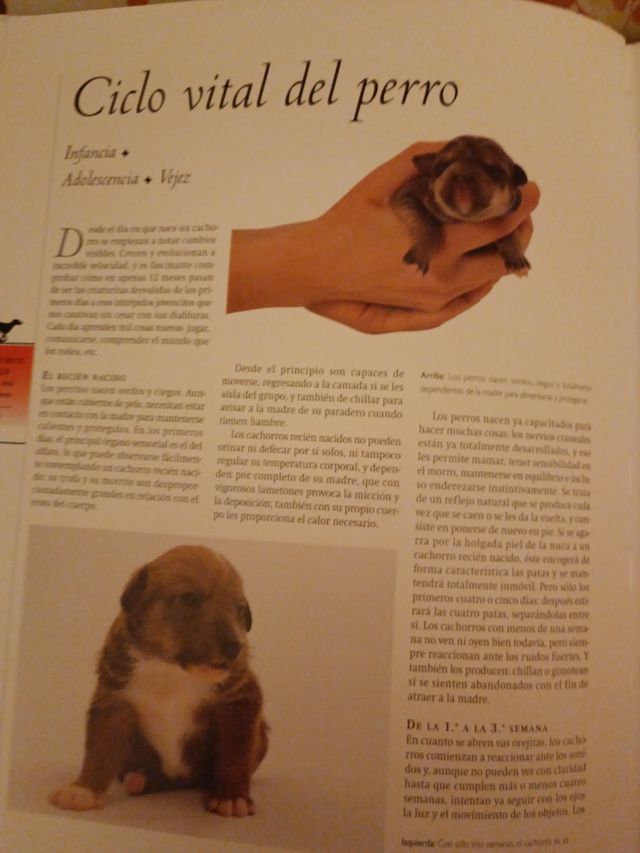 libro imprescindible para tener un perro