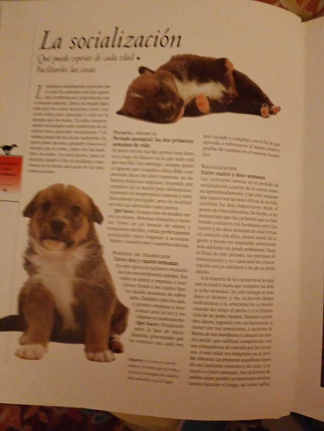 libro imprescindible para tener un perro