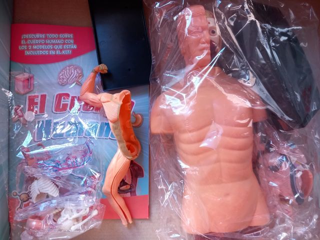 EL CUERPO HUMANO. +8 años.