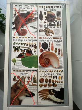 BIBLIOTECA VISUAL ALTEA Y DICCIONARIO ANIMALES