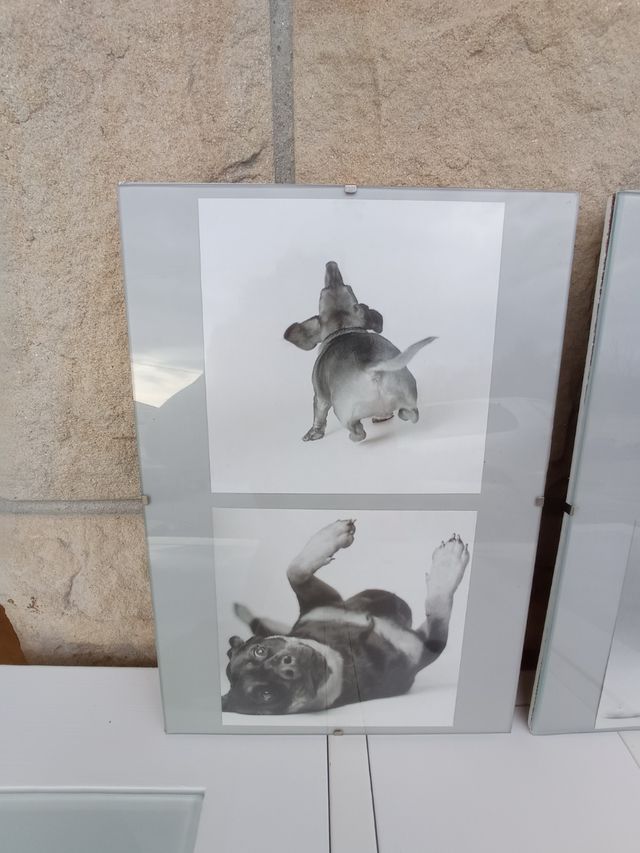 2 Cuadros divertidos perros