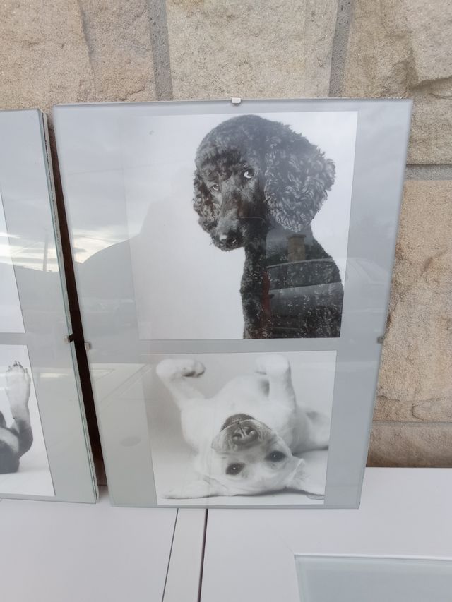 2 Cuadros divertidos perros