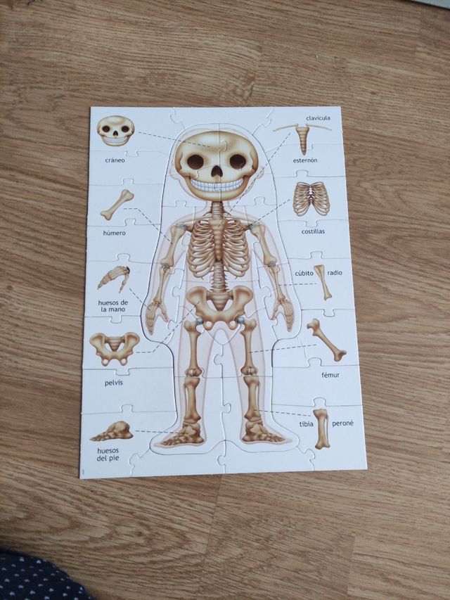 puzzle cuerpo humano para niños
