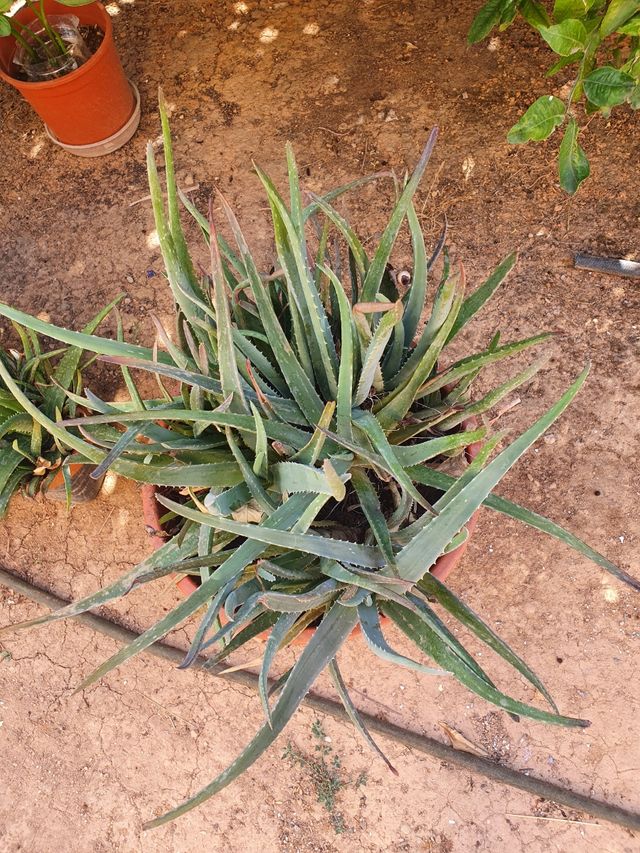 aloe