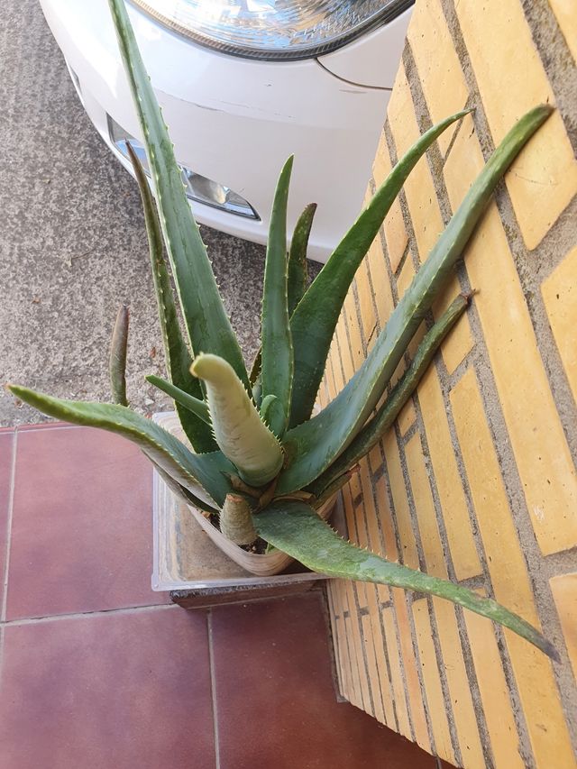 aloe