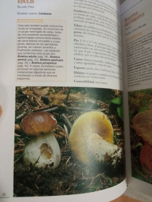 El gran libro de las setas...