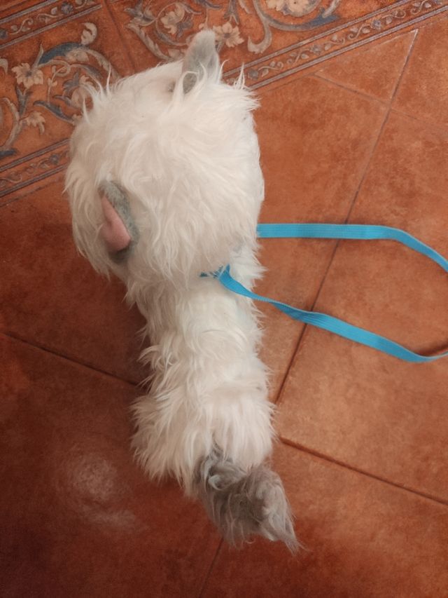 Mimi mimitos, gato blanco.