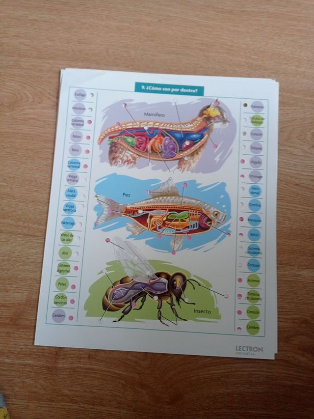 Juego Lectrón Animales