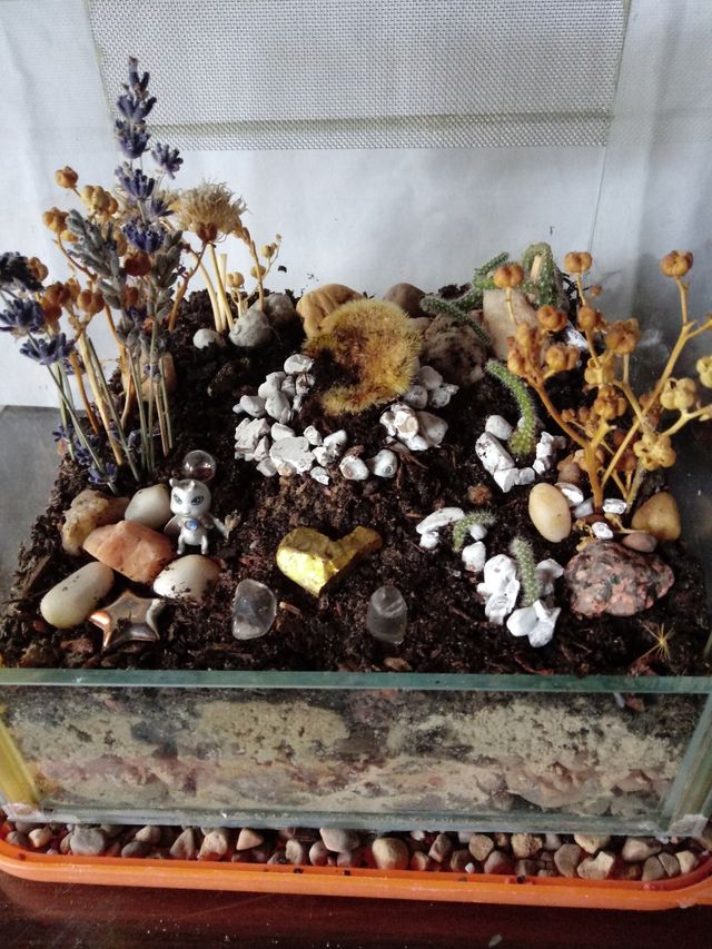 Terrareo de Cactus Desidratados en mini invernader