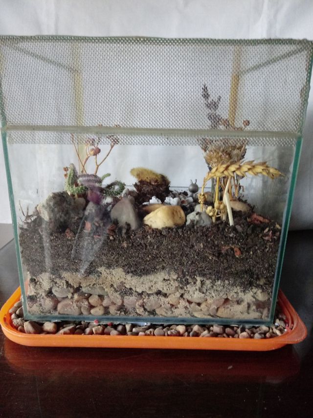 Terrareo de Cactus Desidratados en mini invernader