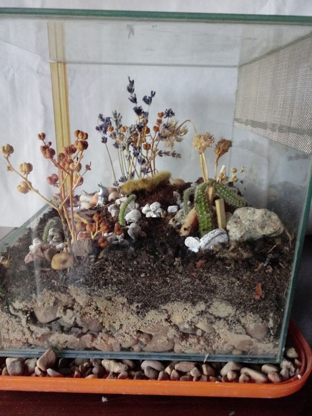 Terrareo de Cactus Desidratados en mini invernader