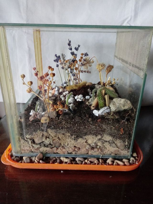 Terrareo de Cactus Desidratados en mini invernader