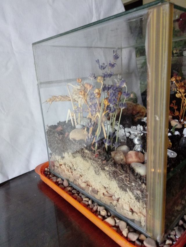 Terrareo de Cactus Desidratados en mini invernader