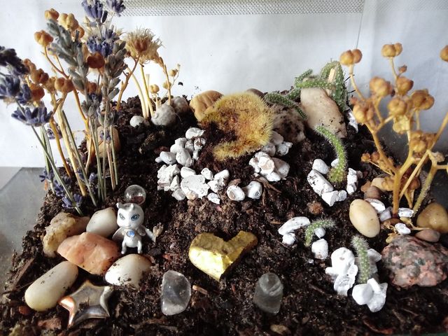 Terrareo de Cactus Desidratados en mini invernader