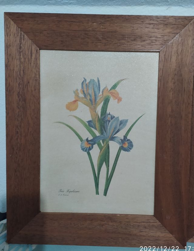 Cuadros de flores
