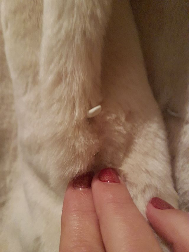 ABRIGO DE ANTE CON FORRO DE PELO