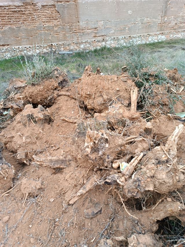 Ceppi in legno di ulivo