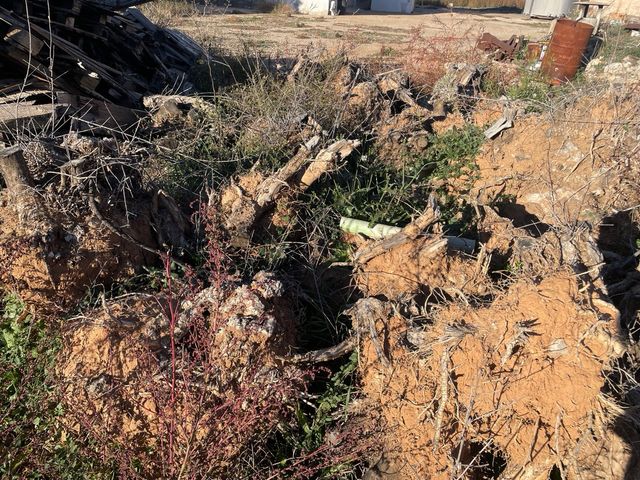 Ceppi in legno di ulivo