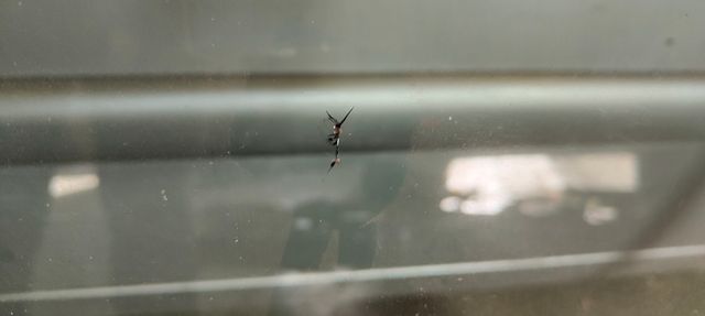 Luna delantera Volkswagen Golf 5