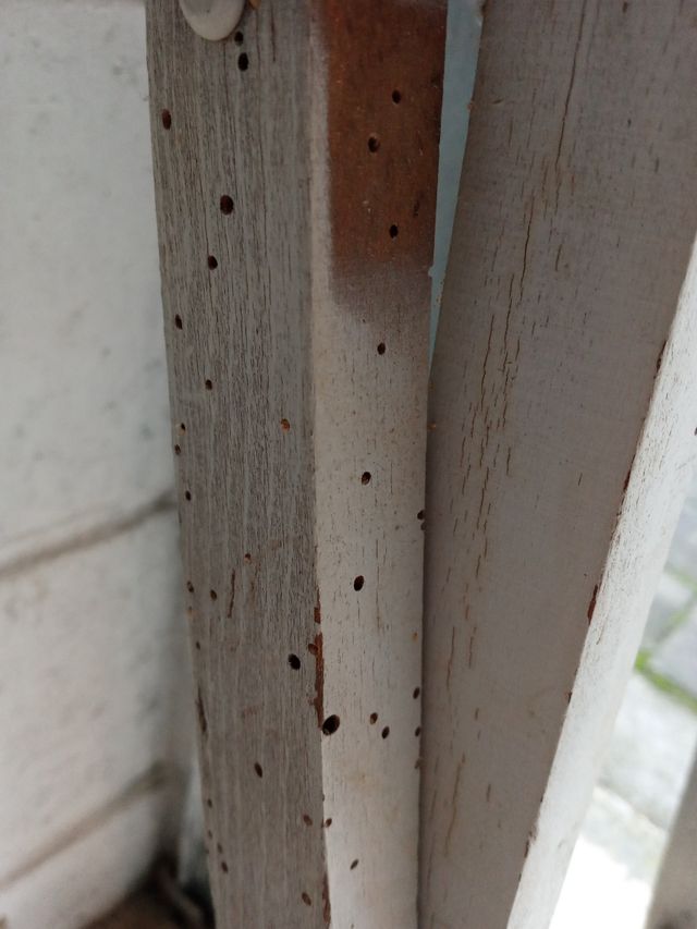 Sedia pieghevole legno anni 50