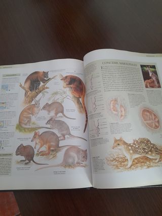 Libro de animales