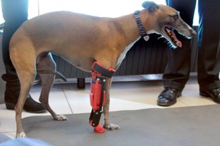 Prótesis Pata / Pierna Delantera (todos animales)