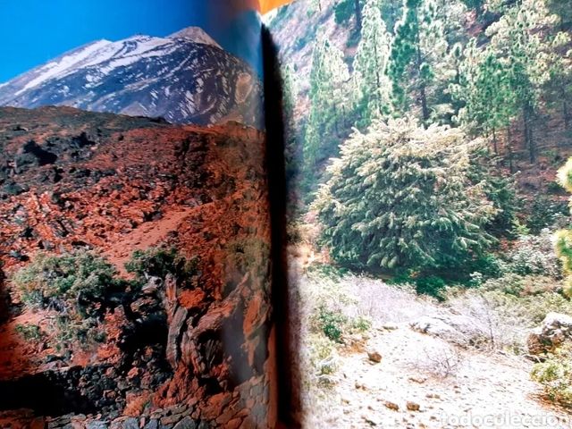 Árboles monumentales de Tenerife