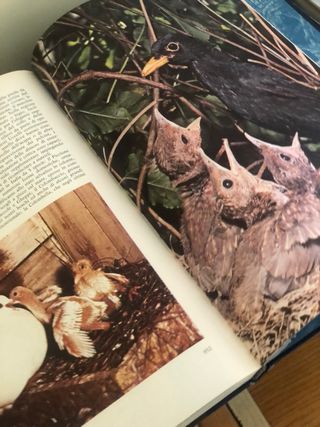 Enciclopedia degli animali