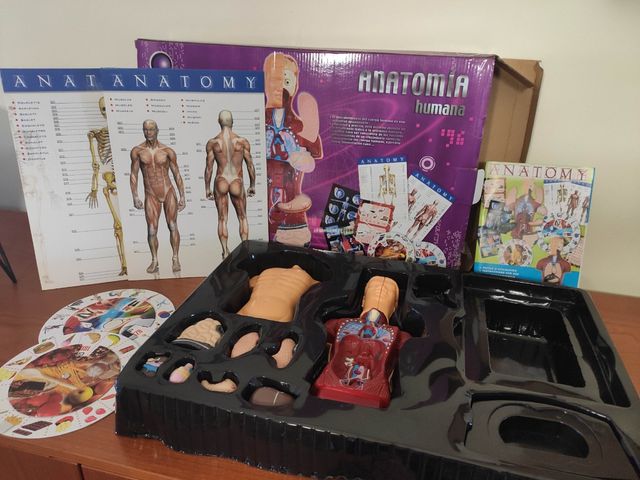 Juego anatomía humana.