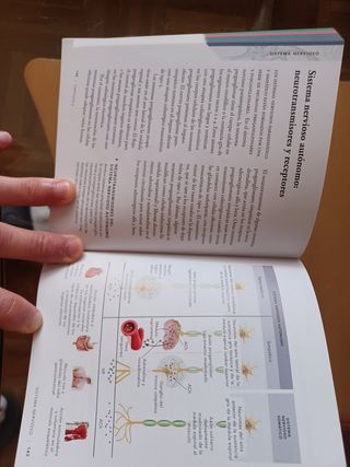 anatomía fisiologica