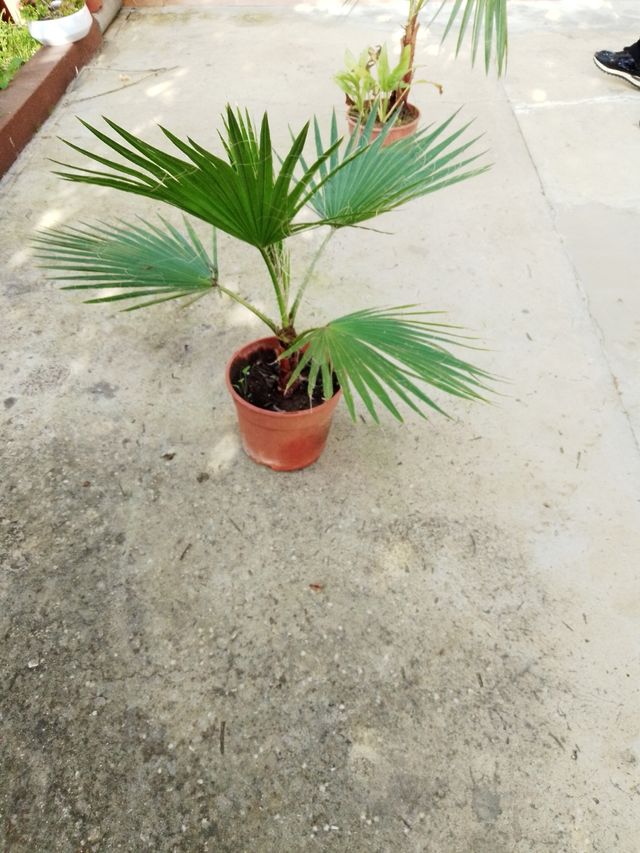 palmera