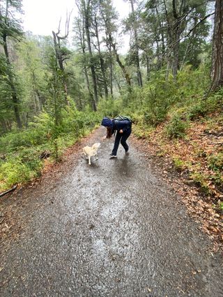 Paseo y Guardería de mascotas   Pozuelo-Aravaca